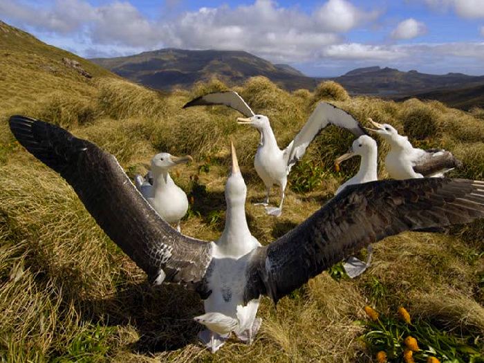 Альбатросы в Новой Зеландии